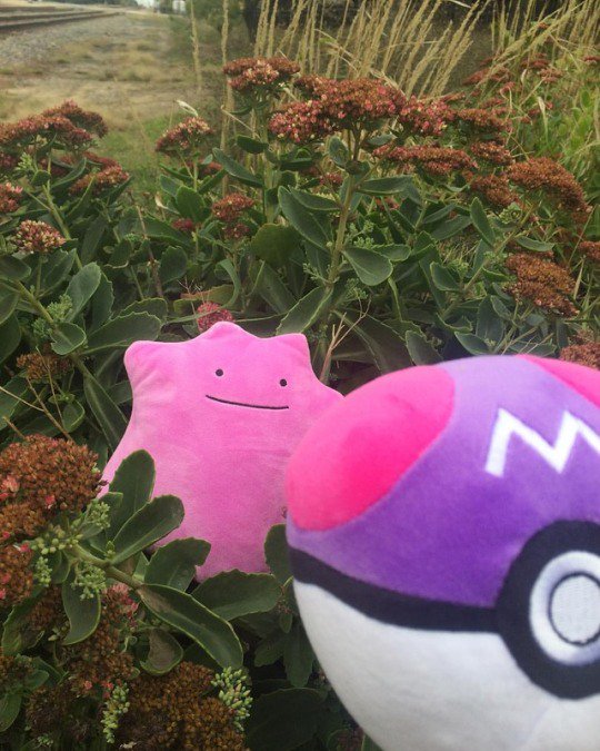 New Pokémon are here! But be careful, you might just end up with a Ditto!