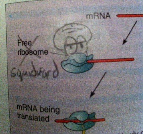 MsMelChen's tweet image. The ribosome is more Squidward than a molecule