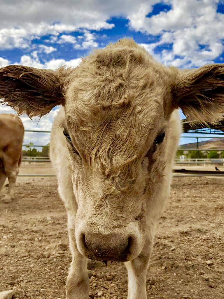 The Gentle Barn On Twitter In La We Spent Time With Eugene And