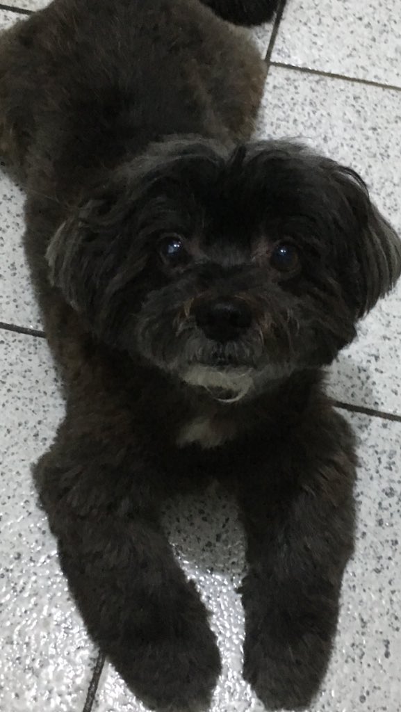 fuxikita's tweet photo. Catioros branquinhos são bonitinhos, mas vocês já viram a beleza do meu neguinho?🐾🐾 #Fofuxo #LhasaApso https://t.co/lEqIMasqR1