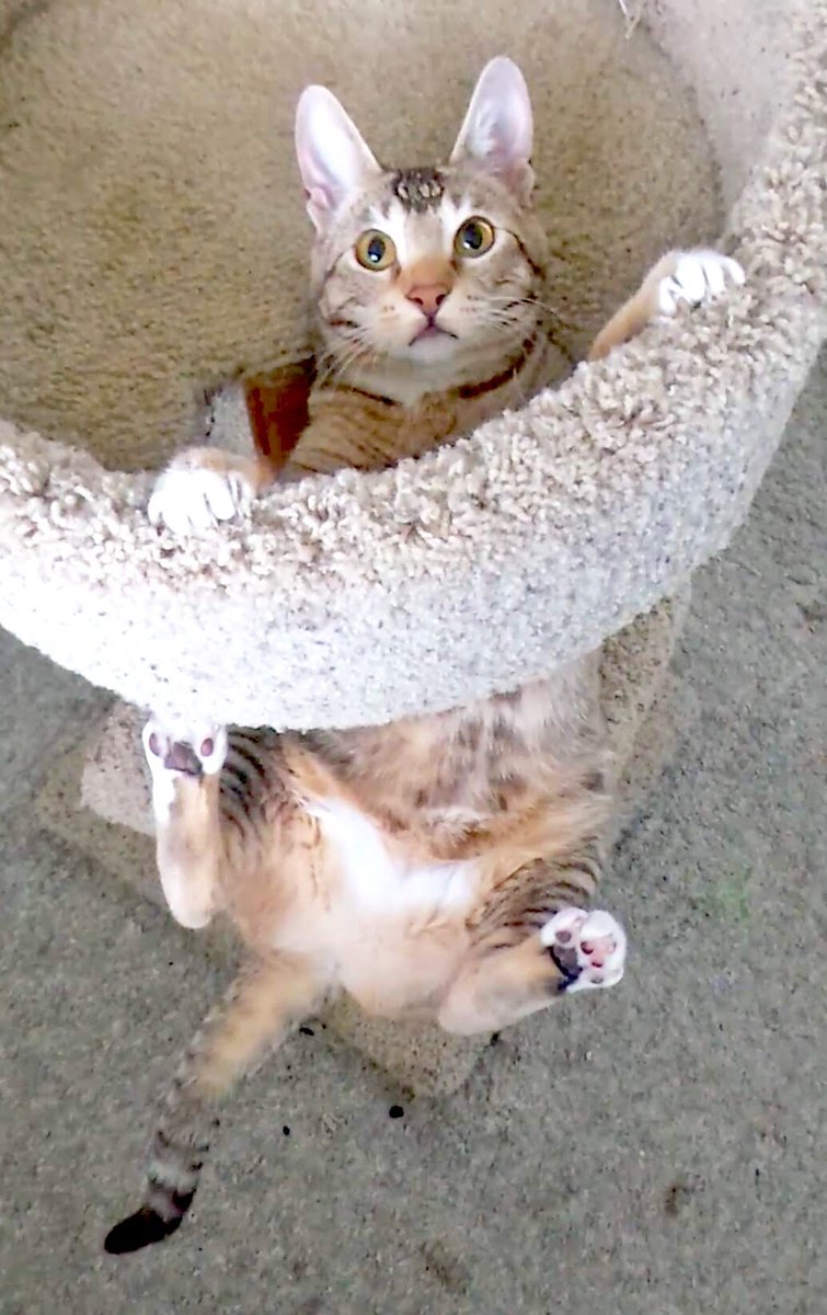 tatl_tail's tweet photo. It’s Friday! Let’s party!! 🙉 #weekendready #hangingthere #dontcare #partyanimal #instincts https://t.co/wCBaGfrLeL