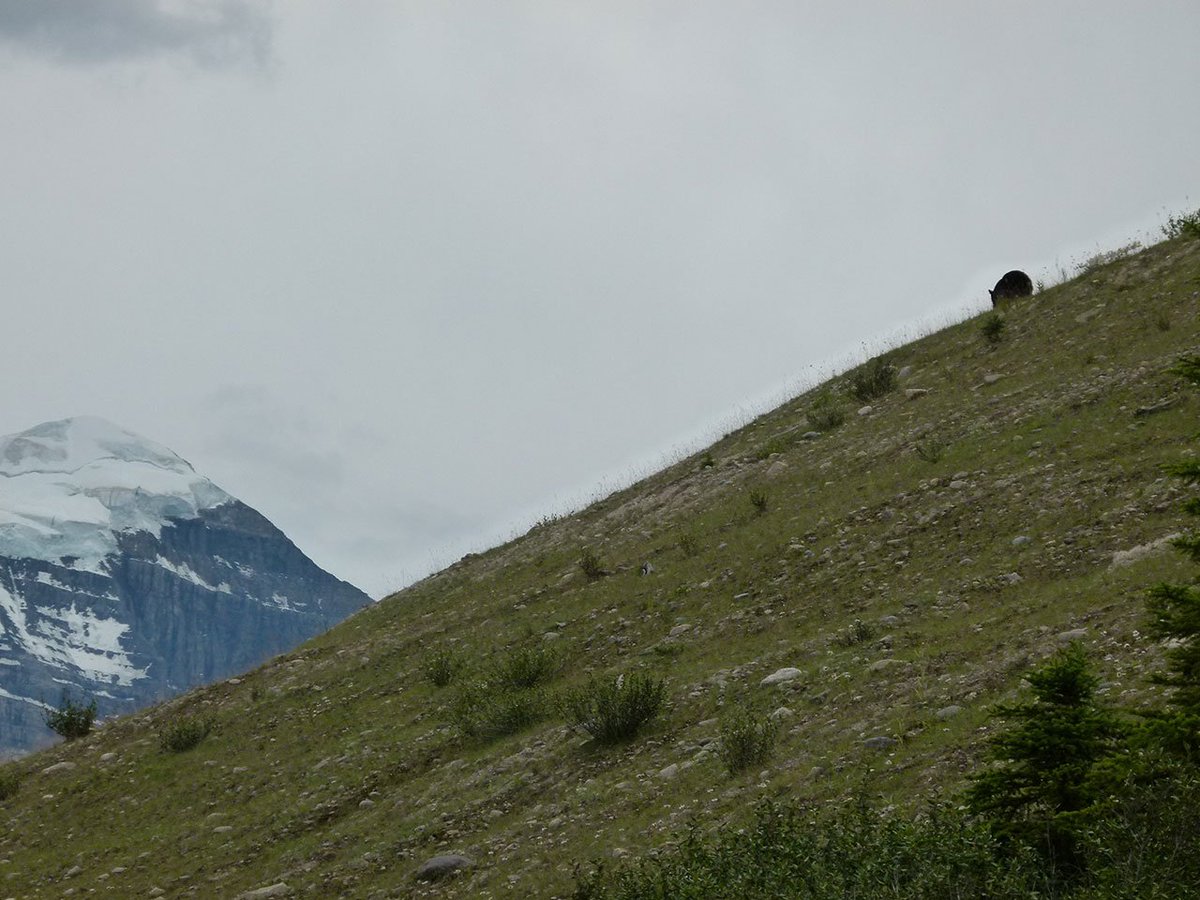 Kootenay Nat. Park tweet media