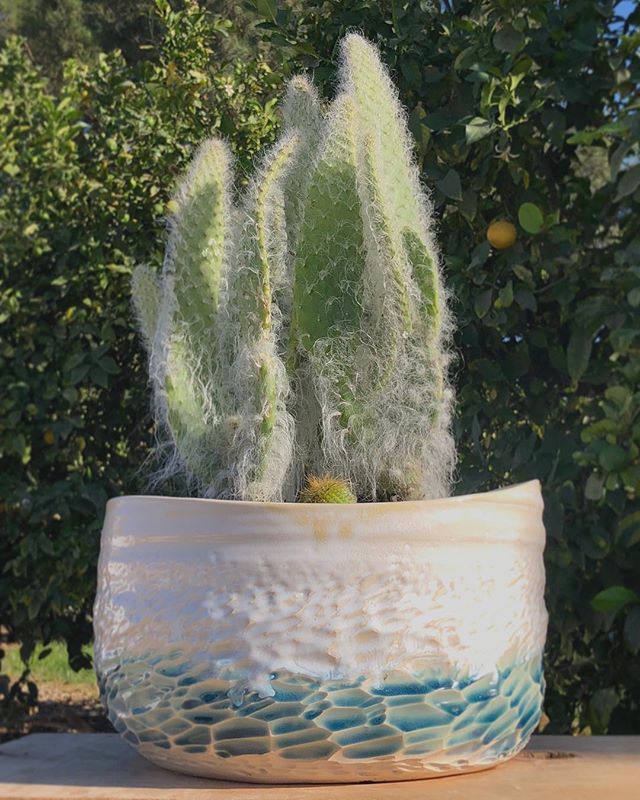 UnurthWonder's tweet photo. movement and fuzz ✨ 
although this guy found a home quickly, more are on their way to the next restock 🙌

#texture #cactus #cactuslover #ocean #sea #waves #plants #garden https://t.co/no7m0fMnCK https://t.co/0jSKTZrp6R