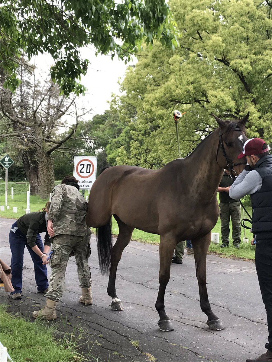 RandlabArg's tweet image. Hoy dia de preparacion para el "Concurso completo de Equitacion" en Campo de Mayo.
Estara en juego quién participará en los próximos JUEGOS PANAMERICANOS LIMA 2019.

Desde RANDLAB acompañamos y apoyamos a Equipo Nacional !!