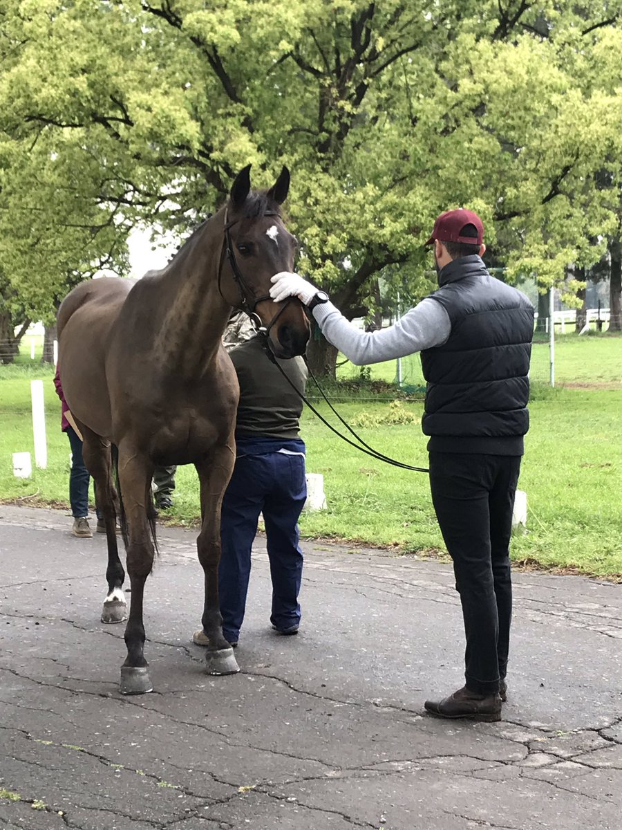 RandlabArg's tweet image. Hoy dia de preparacion para el "Concurso completo de Equitacion" en Campo de Mayo.
Estara en juego quién participará en los próximos JUEGOS PANAMERICANOS LIMA 2019.

Desde RANDLAB acompañamos y apoyamos a Equipo Nacional !!