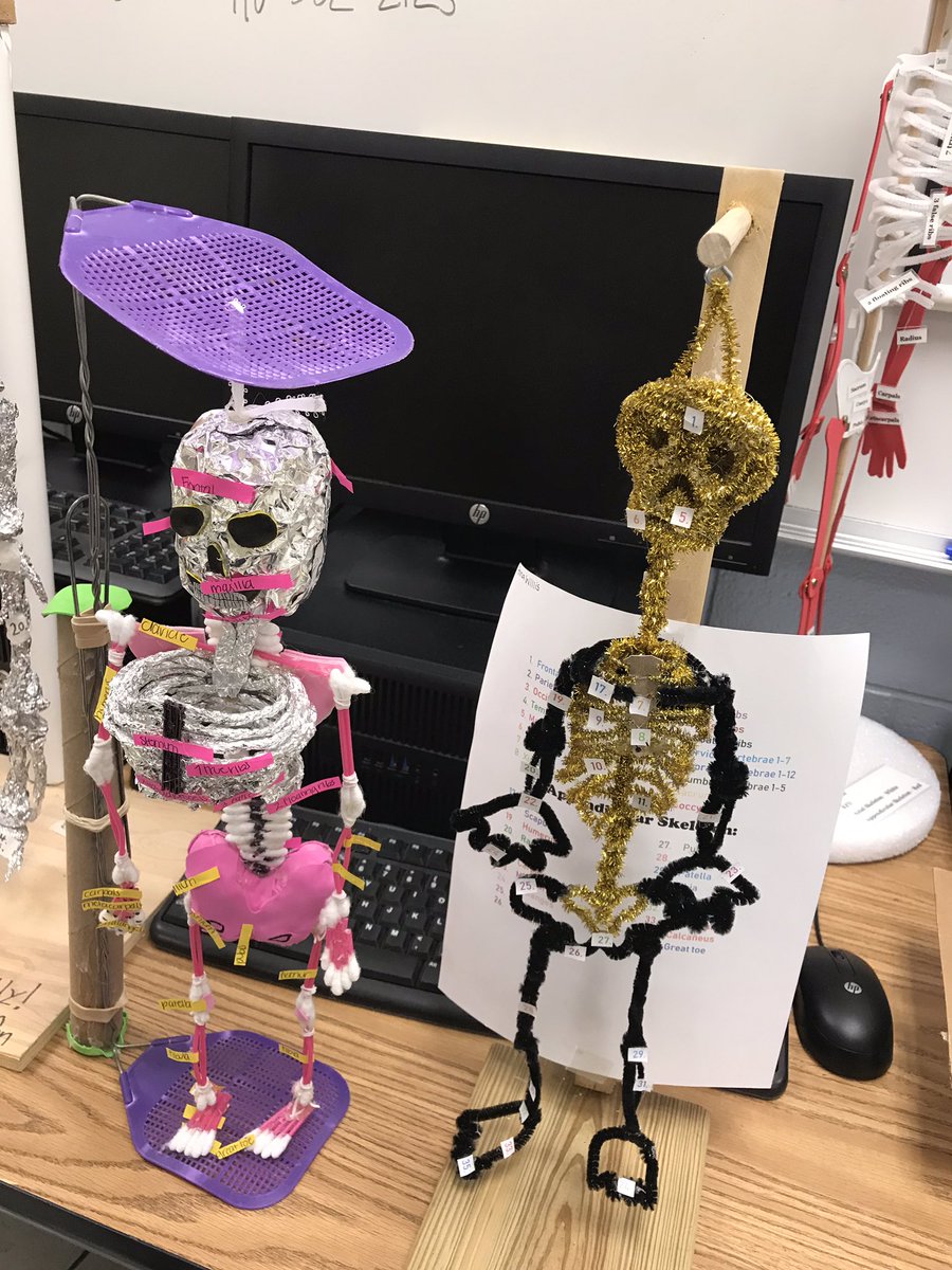 wardHS12's tweet photo. Honors Health Science 1 students displaying their skeleton projects #nhcscte https://t.co/h8Cm083hHP