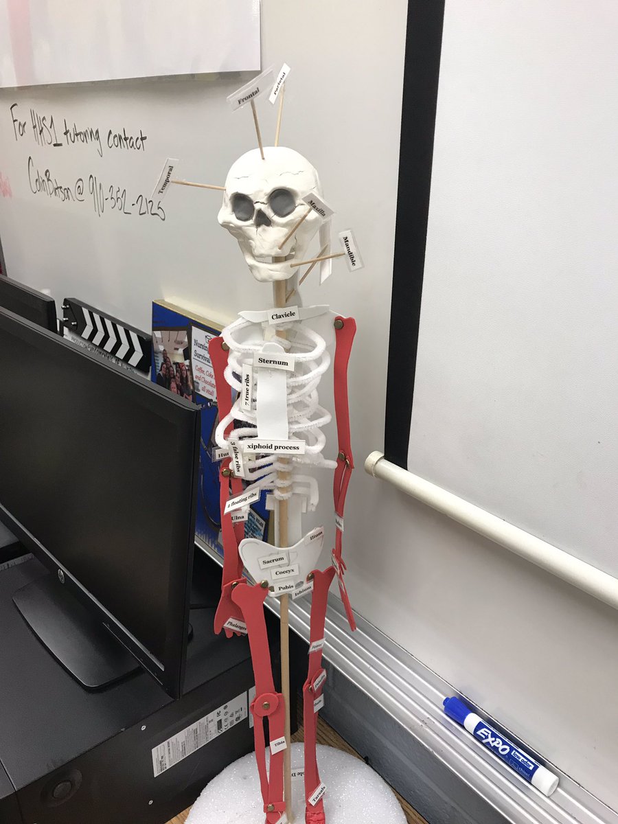 wardHS12's tweet photo. Honors Health Science 1 students displaying their skeleton projects #nhcscte https://t.co/h8Cm083hHP