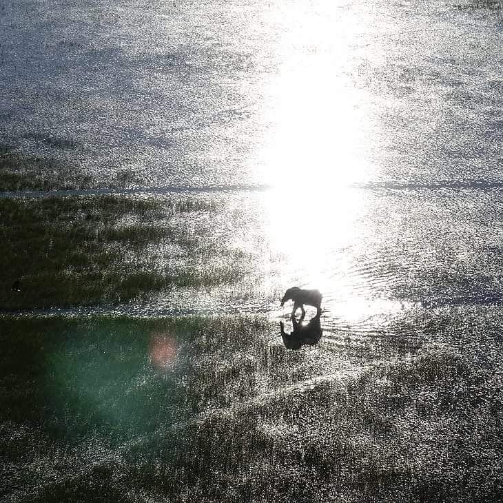 CampSetari's tweet image. The Okavango Delta - An extraordinary watery wilderness @Botswana @OkavangoSafaris @AASAFARISLTD #setaricamp pic by Grant Truthe