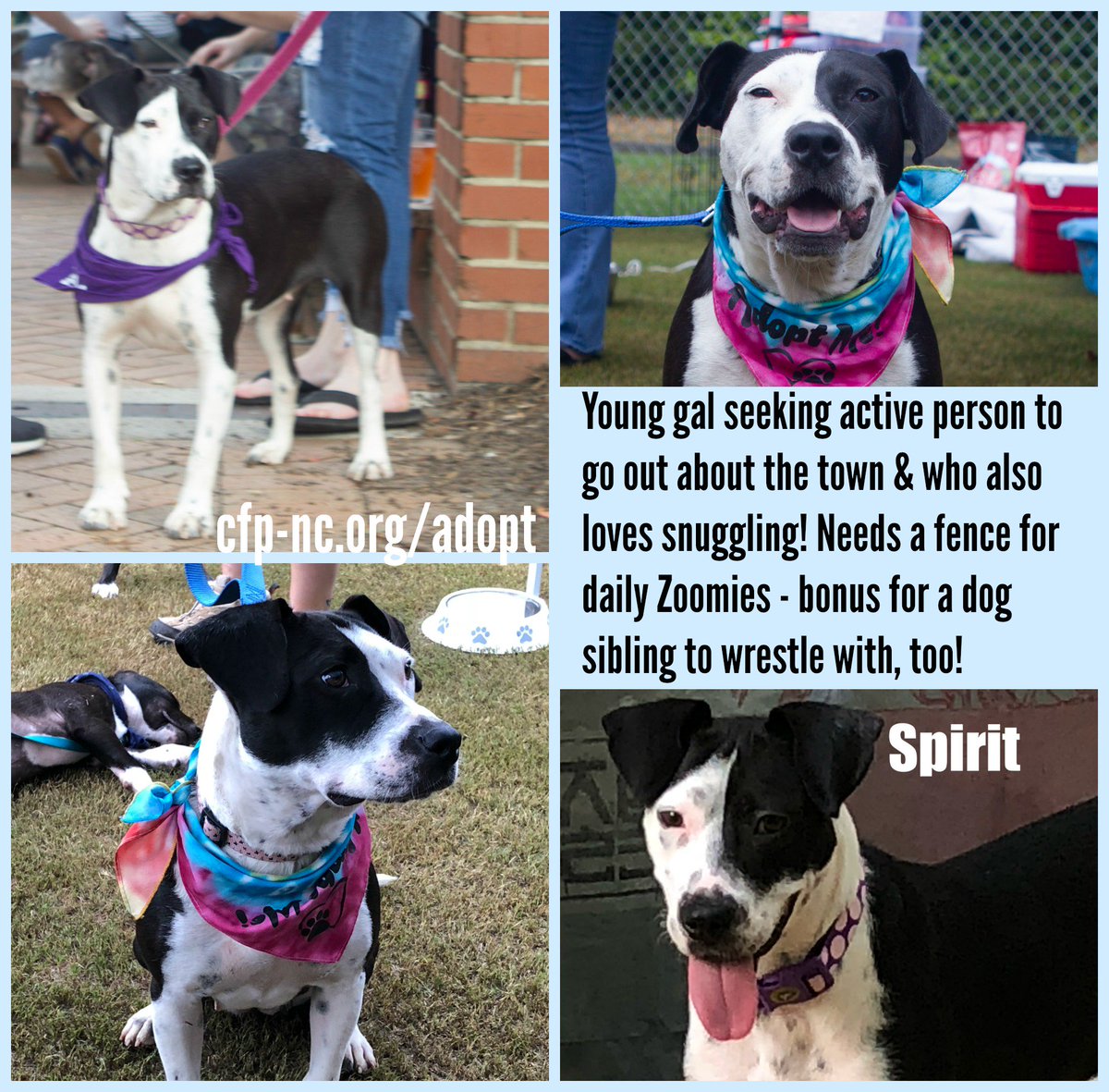 Cause for Paws of NC tweet media