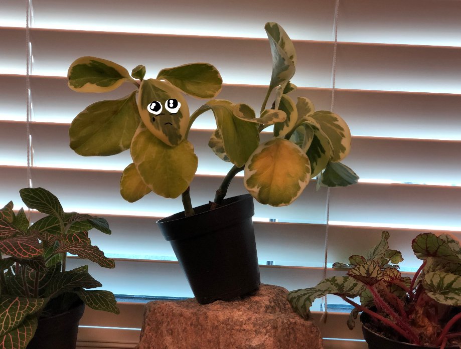 RowanScruggs's tweet photo. Day 6
Eustace can't catch a break. Someone new walked right in an bitchslapped the sucker off his rock.
#realplantsatspeedtree #willitlive #willitdie https://t.co/6U3I57lnh8