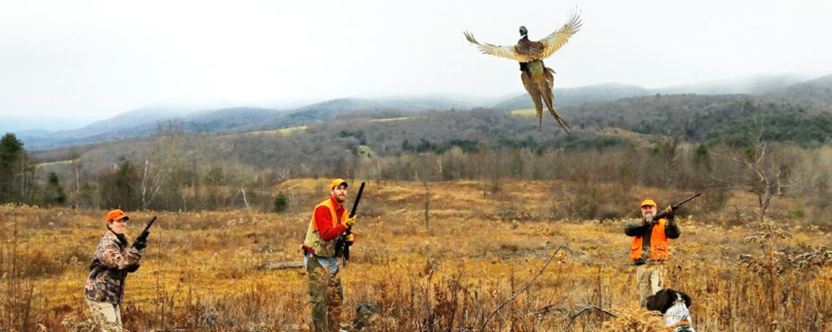 MassDFG's tweet photo. Don't forget that Pheasant season starts tomorrow! Click the link for stocked locations and regulations >>> https://t.co/3rqHlh45d2 #FallHunting #MassWildlife #DFG #MassFishHunt https://t.co/zVv5OXyiFB