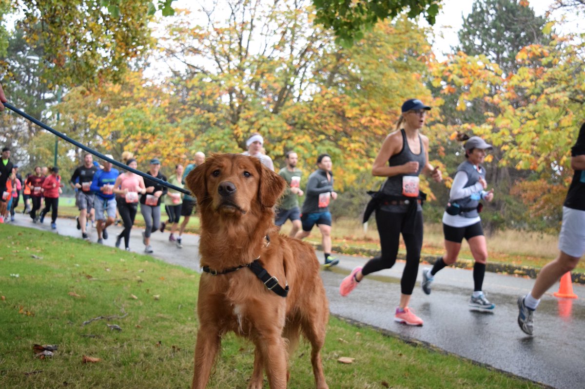 Royal Victoria Marathon tweet media