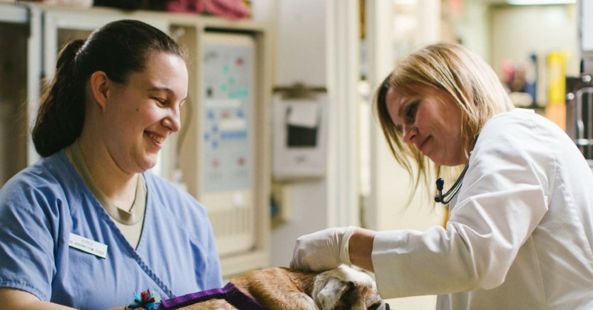 Community Veterinary tweet media