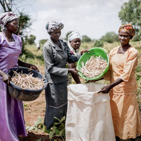Ghanaian researchers develop disease- and pest-resistant cowpea varieties.  bit.ly/2OWHY3b  <a href="/africasoils/">AfSIS</a> <a href="/SciDevNetSSA/">SciDev.Net SS Africa</a> <a href="/hinnrich/">samuel hinneh</a> #foodsecurity #innovation