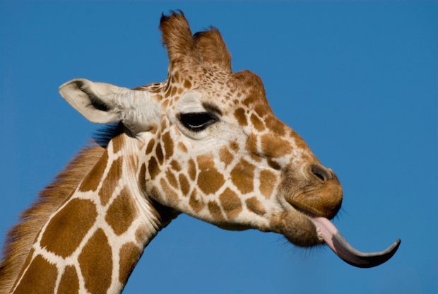 photo of a giraffe sticking out it's tongue