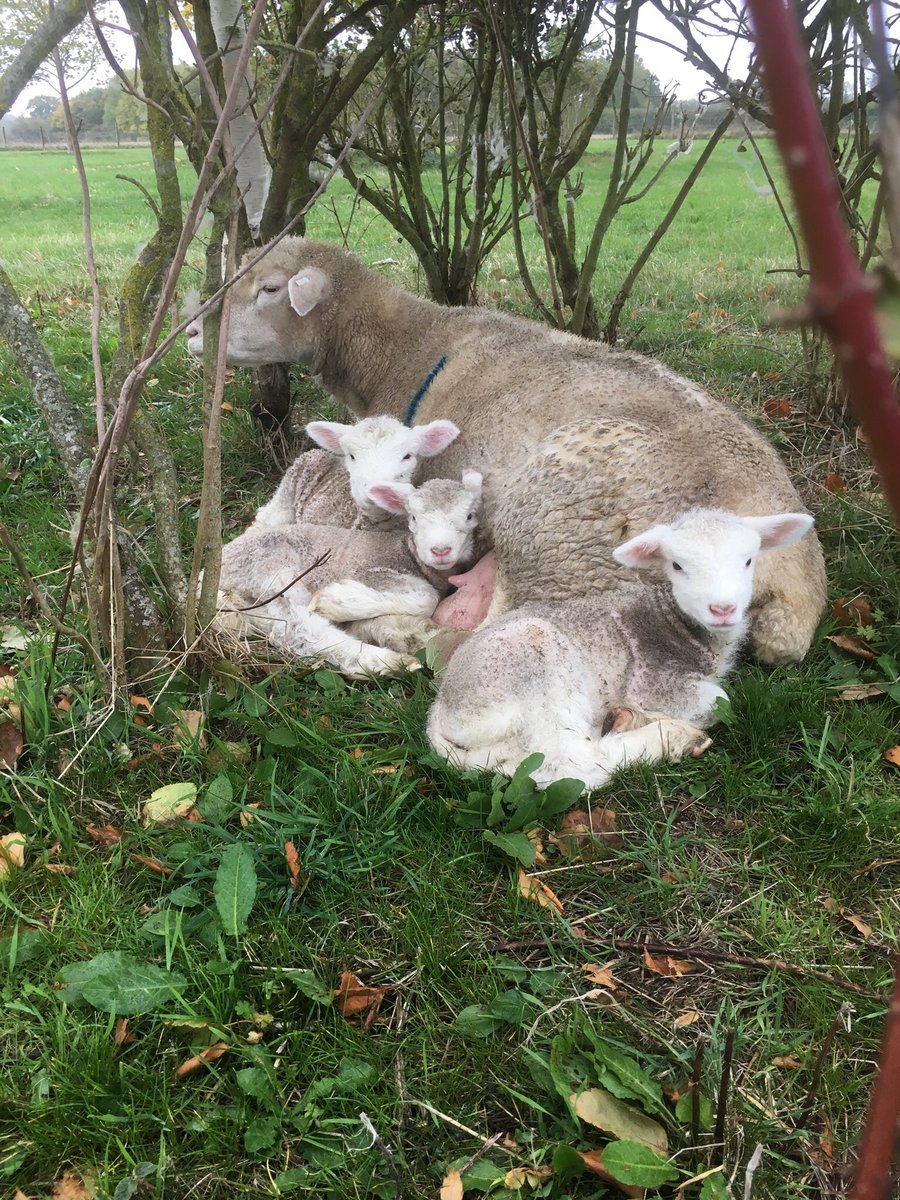 The Real Boar tweet media