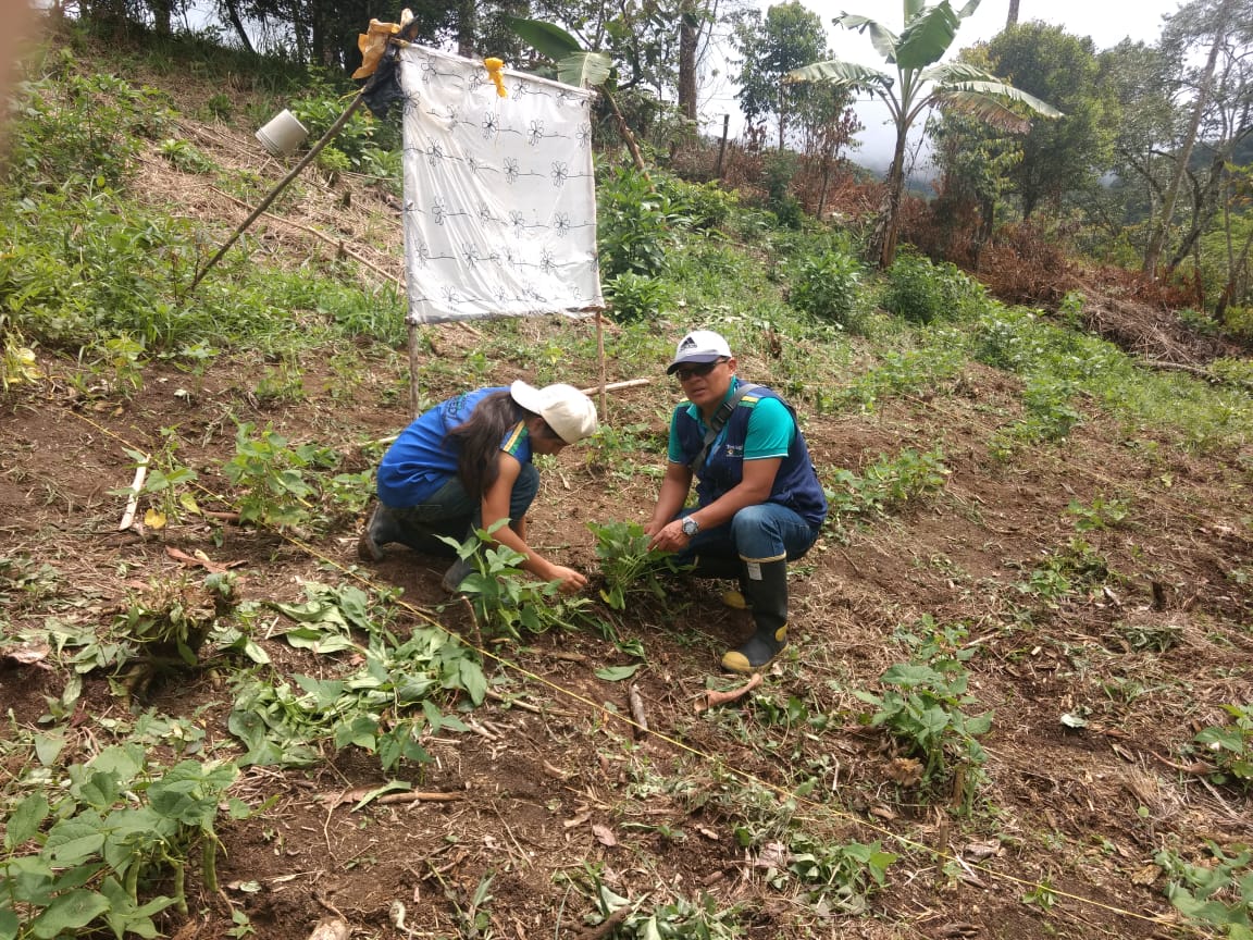 TecnoCoredi's tweet photo. Investigación trampas de grasa para el control de mosca blanca en frijol en @SanRafaelAntioq #educacionrural #coredi #aureliollano https://t.co/k6gA79r9NX