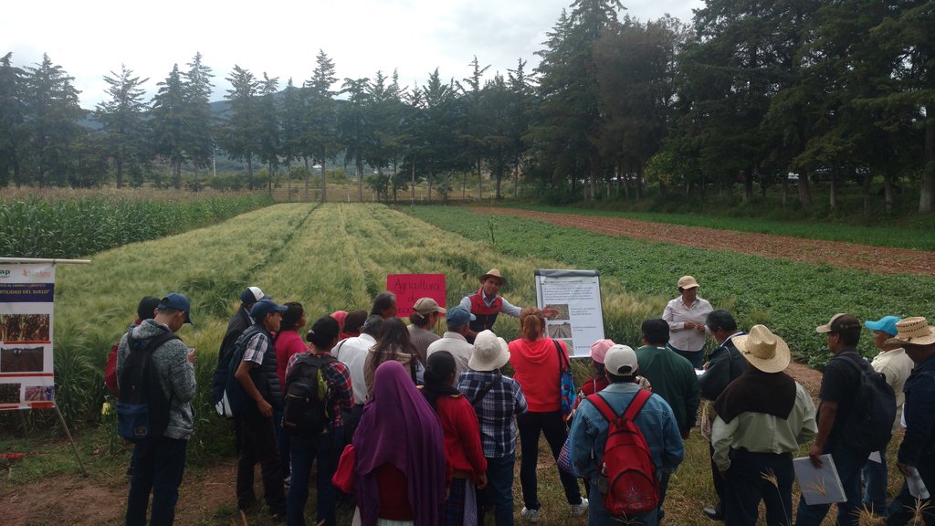 BarthcitoRios's tweet image. En el #DiaDelProductorMixteco se explica en la estación de implementación de agricultura de conservación la importancia de la tecnología que se fomenta en #HubPSur #inifap #plataforma #SantoDomingoYanhuitlán #Oaxaca 
@ACCIMMYT @inifap @SAGARPA_Oax @Sedapa_GobOax  @HubPSurCimmyt