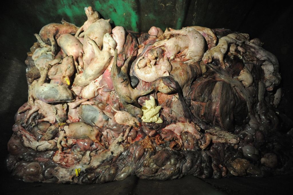 Various animal rights activists released these photos from inside factory farms: