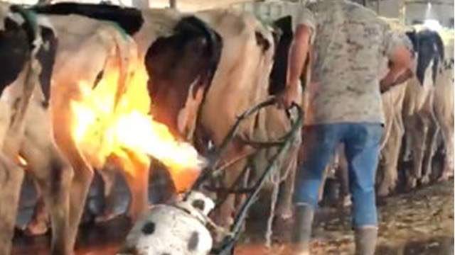 Various animal rights activists released these photos from inside factory farms: