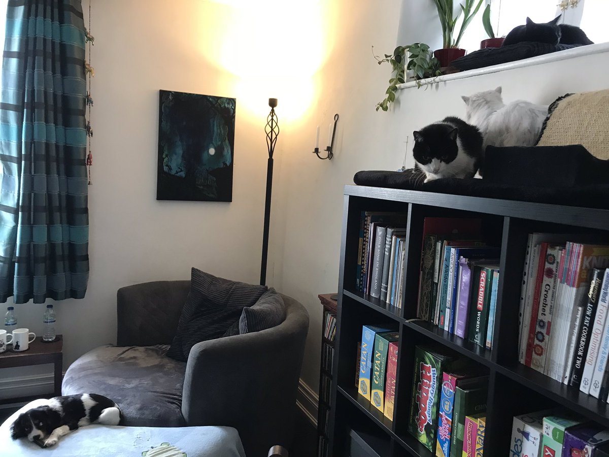 AngeHardyMusic's tweet photo. Poor Yoshi wants to get up there and play too!!! πΎ #allinoneroom https://t.co/E7rXaJF02S