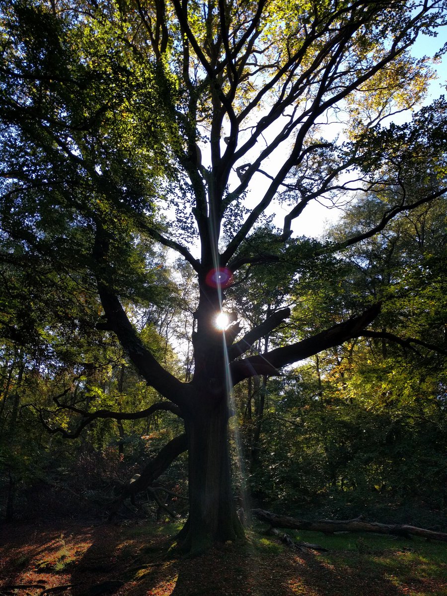 Geolympix's tweet photo. The amazing weather couldn't last but @AshridgeNT remains a beautiful #geocachers wonderland of historic caches, new hides, cunning puzzles & equally entertaining #geocaches set for the #WinterGeolympix.
https://t.co/CGVXquHYfT -Please join us for #NightCaching, #GeoCoins & more! https://t.co/KE869nrsmw