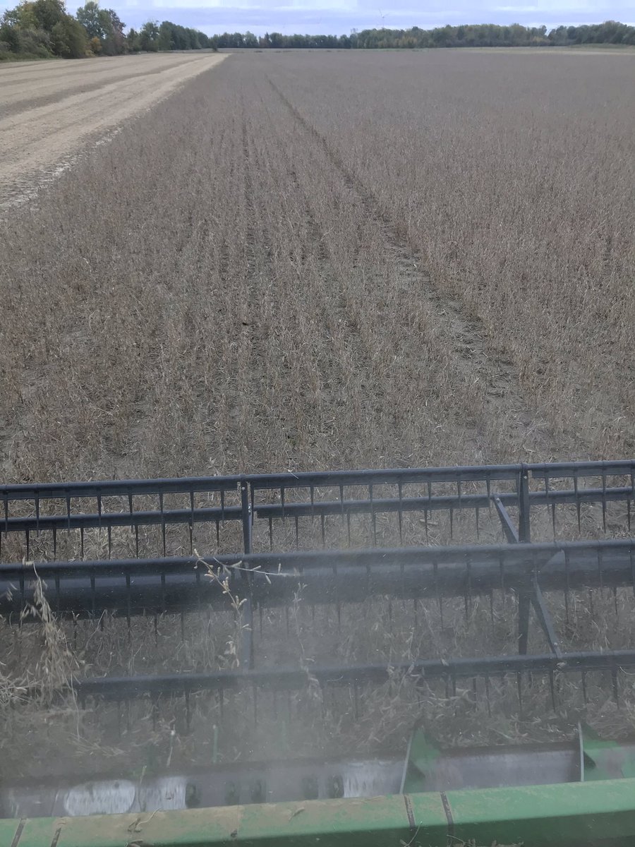#harvest18 is finally a go for SegRums Ag, cutting some beautiful <a href="/DEKALB_Canada/">DEKALB Canada</a> DKB21-11’s on the clay north of Blenheim, pushing 60 bushels on some tough ground.
