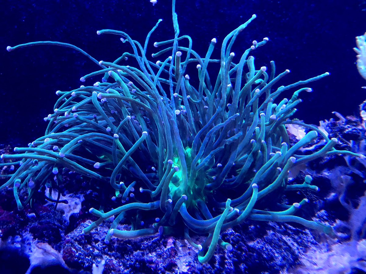 According to a recent study, staring at fish tanks can lower blood pressure and heart rate.