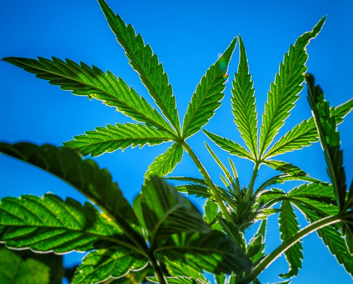 NIDAnews's tweet image. Some studies have suggested that medical marijuana legalization might be associated with decreased prescription opioid use and overdose deaths. 
drugabuse.gov/publications/d…