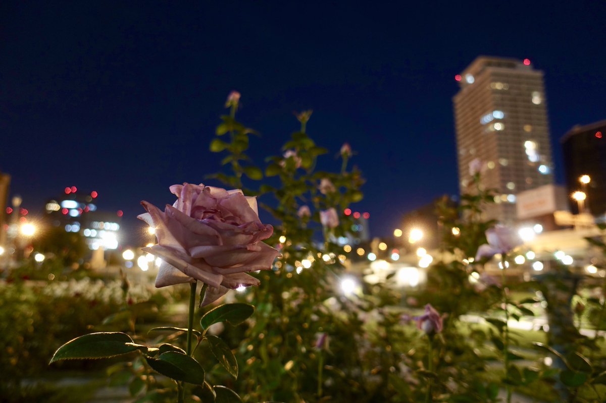 Suizou Na Twitteru 夜の中之島バラ園は ネオンとヘッドライトのカクテル光線で都会のバラ園の顔になります