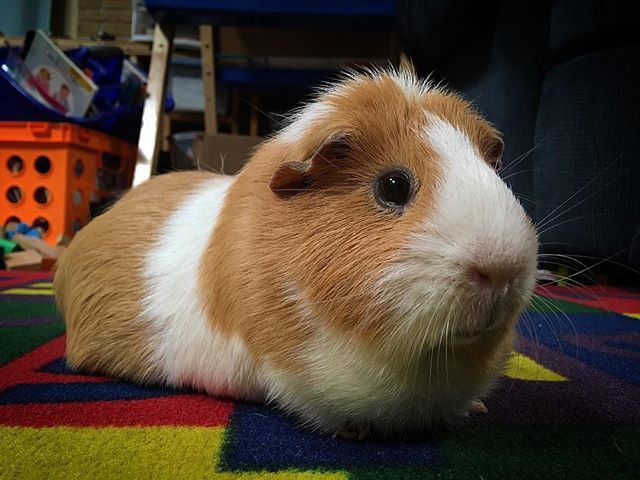 baileyandrushie's tweet photo. I’m back!!! 🐹❤️
#cuteguineapigs #guineapig #guineapigs #guineapiglove #guineapiglover #guineapiglovers #guineapigsofig #guineapiggies #rushie #cutepets #pets #petsofig #petlife #guineapigsrock #cuteanimals #animals #guineapiggy #petsrock #guineapiglife #guineapigbaby #guinea… https://t.co/MfJRBsujE4