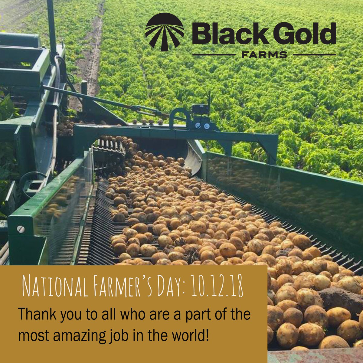 Black Gold Farms tweet media