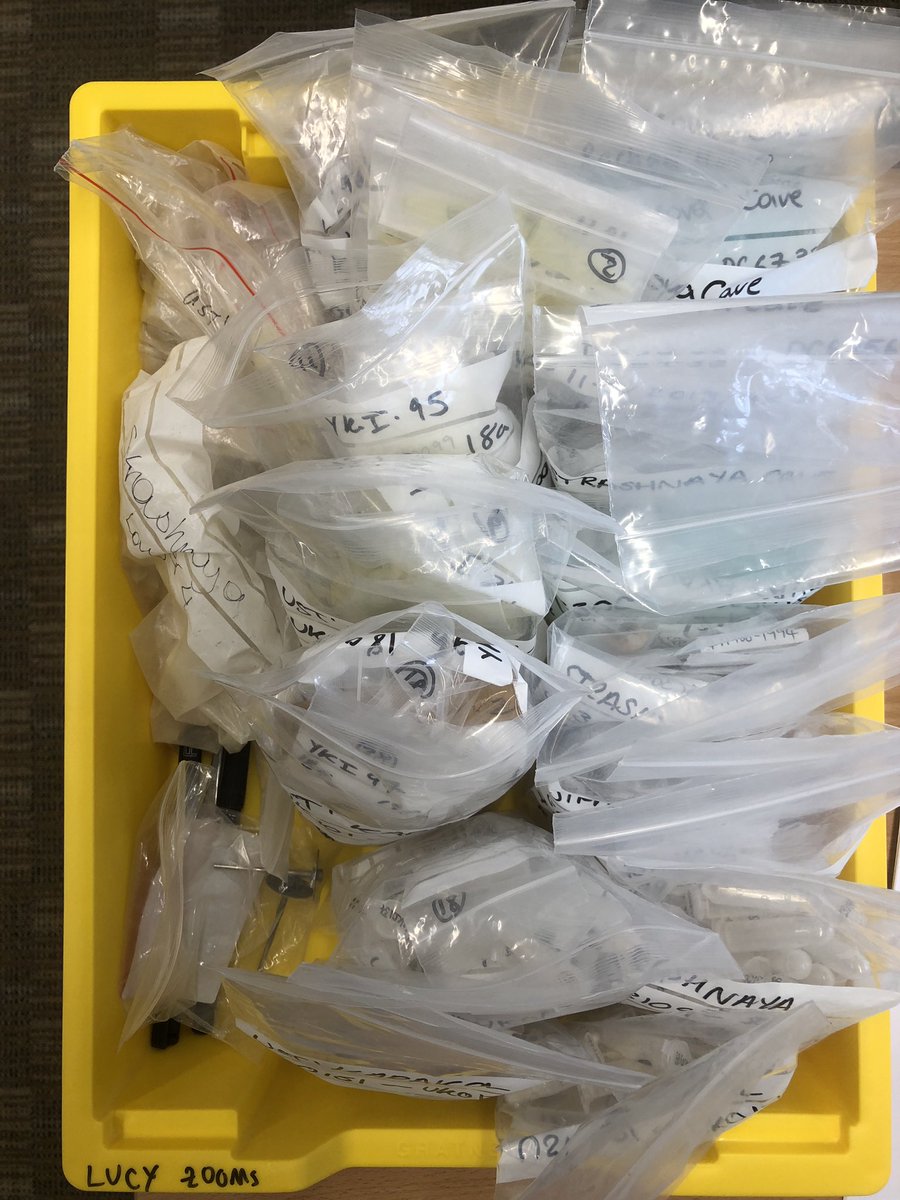 tommyhigham's tweet image. Evidence of the -400 bones sampled! Thanks again @ArchaeoHolmes . If anyone wants to come and participate in the #FINDER_Project, and help us in the search for Denisovans and Neanderthals - we welcome volunteers. @Katerina__Douka @PalaeoTwit