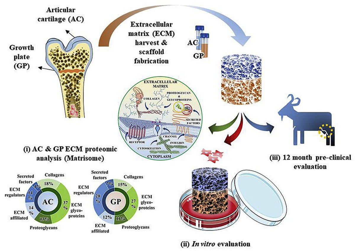 Final version of <a href="/cunniffg/">Grainne Cunniffe</a> and <a href="/diazpayno/">Pedro J. Díaz Payno</a> new paper in <a href="/Biomaterials_/">Biomaterials</a> is now online - 'Tissue-specific extracellular matrix scaffolds for the regeneration of spatially complex musculoskeletal tissues' 
Our new approach for osteochondral defect repair
authors.elsevier.com/a/1XtjEWWN0eaDG