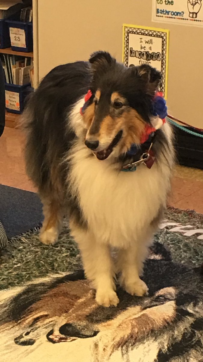 mmsdfranklin's tweet photo. Meet Danni, Franklin's new Friday visitor. She is a therapy dog who will join some kindergarten and second grade students once a week ❤️#dogsrock #danniisafalcononfridays https://t.co/Tk4UEBI9py