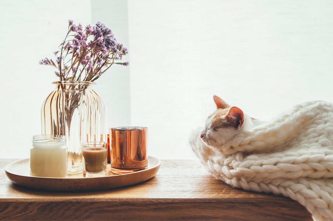 LAbode_Aus's tweet photo. S A T U R D A Y | D R E A M I N G 
.
.
#labodeaccommodation #weekend #saturday #cosy #kitten #homesweethome

https://t.co/5cpQJ514qM https://t.co/2oNu8S1bEf