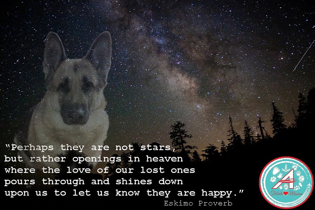 SassyTheMinPin tweet media