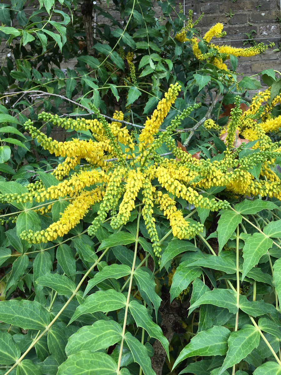 #Mahonia #acanthifolia at the #SavillGarden