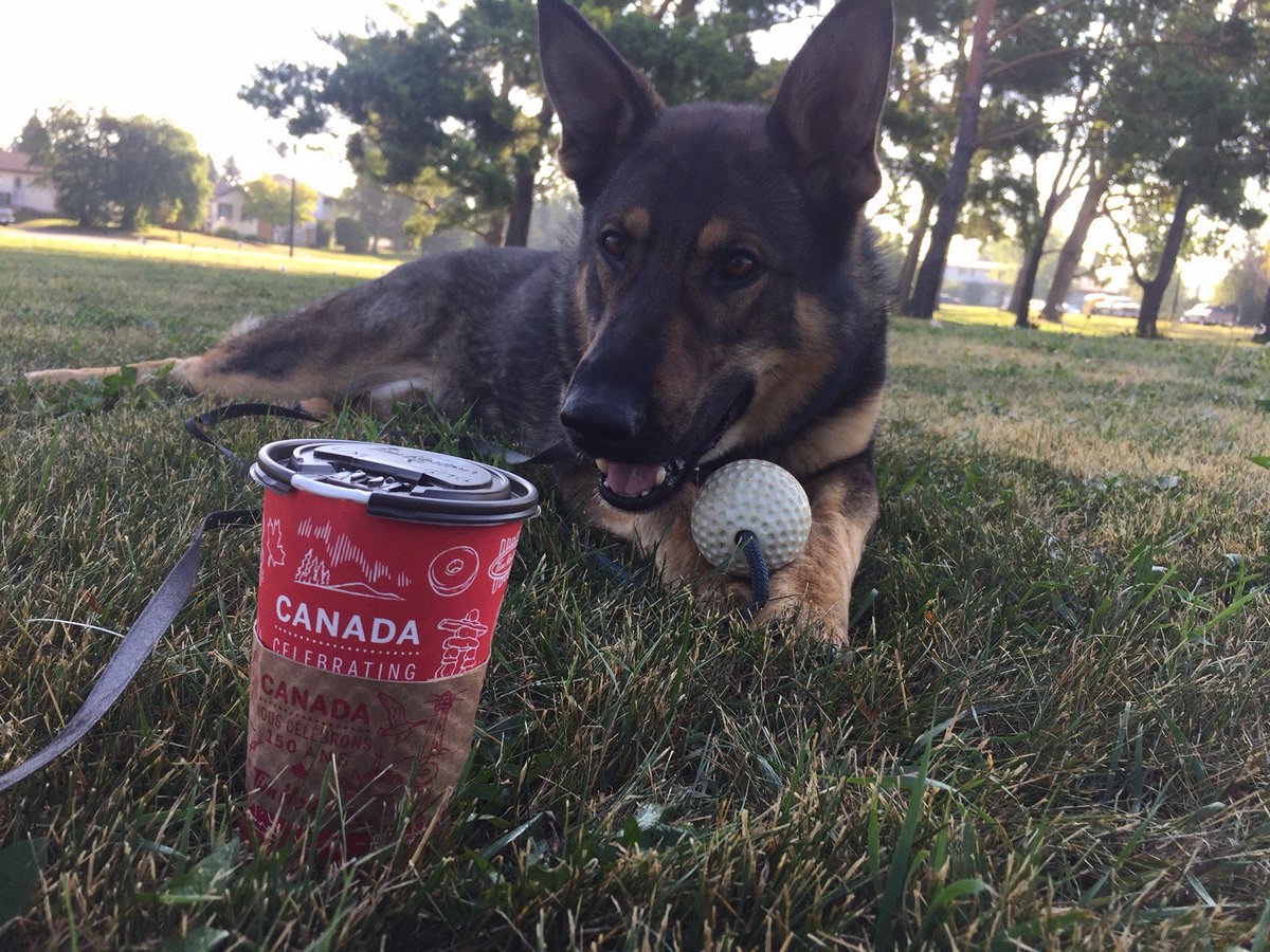 Grc Alberta Nous Souhaitons Un Tres Joyeux 3e Anniversaire A Notre Chien Policier Hoover Aujourd Hui Hoover Travaille Avec Son Partenaire Le Gendarme Lyon A Grandeprairie Voici D Autres Chiens Policiers