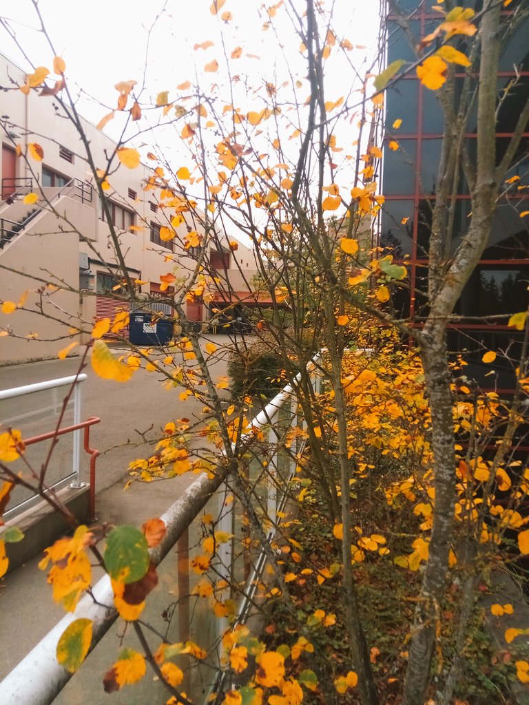 LWTechGDC's tweet photo. Come join us this pretty fall Friday! #gamedevclub #presentations https://t.co/EYDRozUk7K