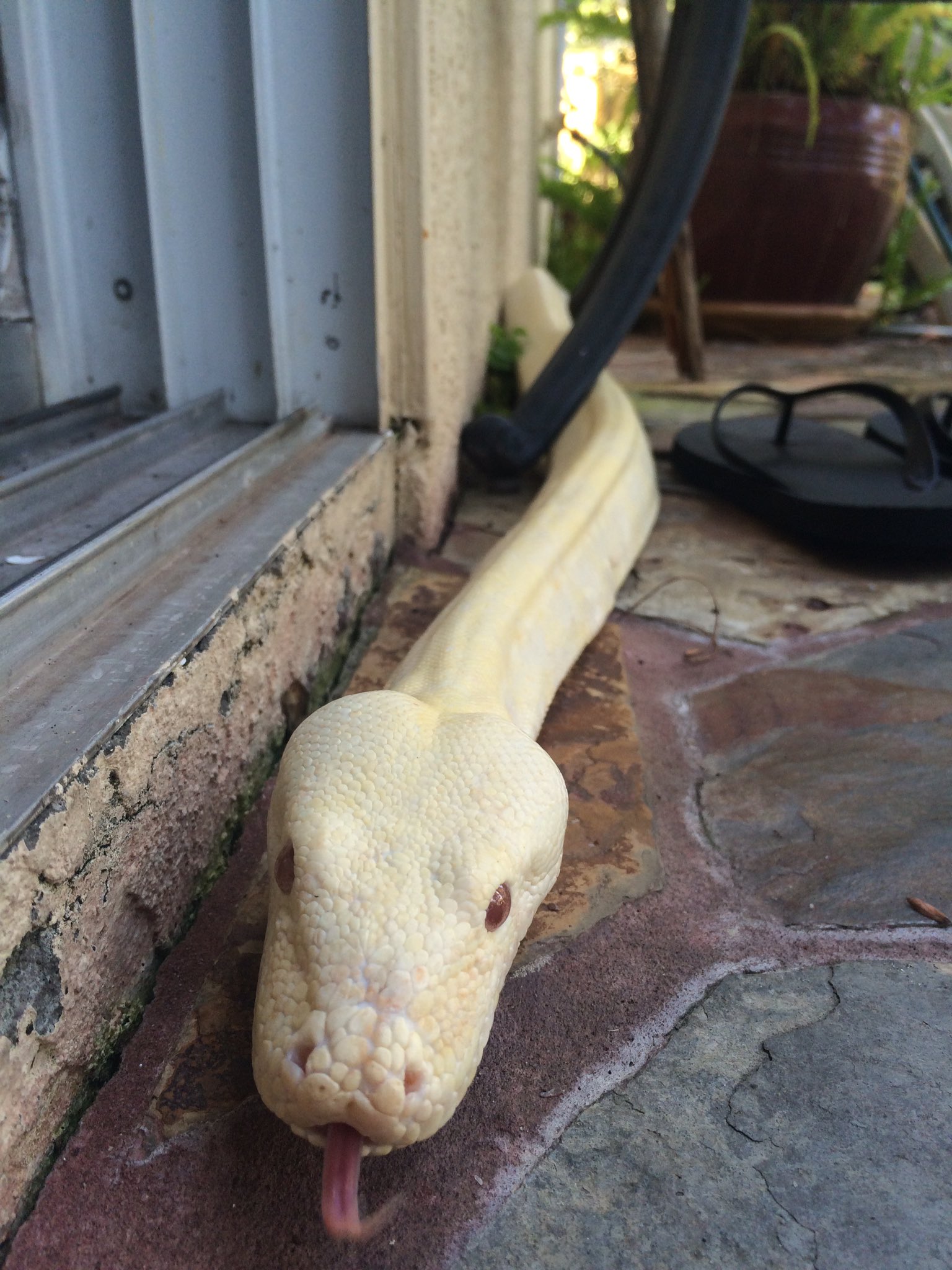 TW Pornstars - Wenona. Twitter. Friday snake slither... 9:02 PM - 12 ...