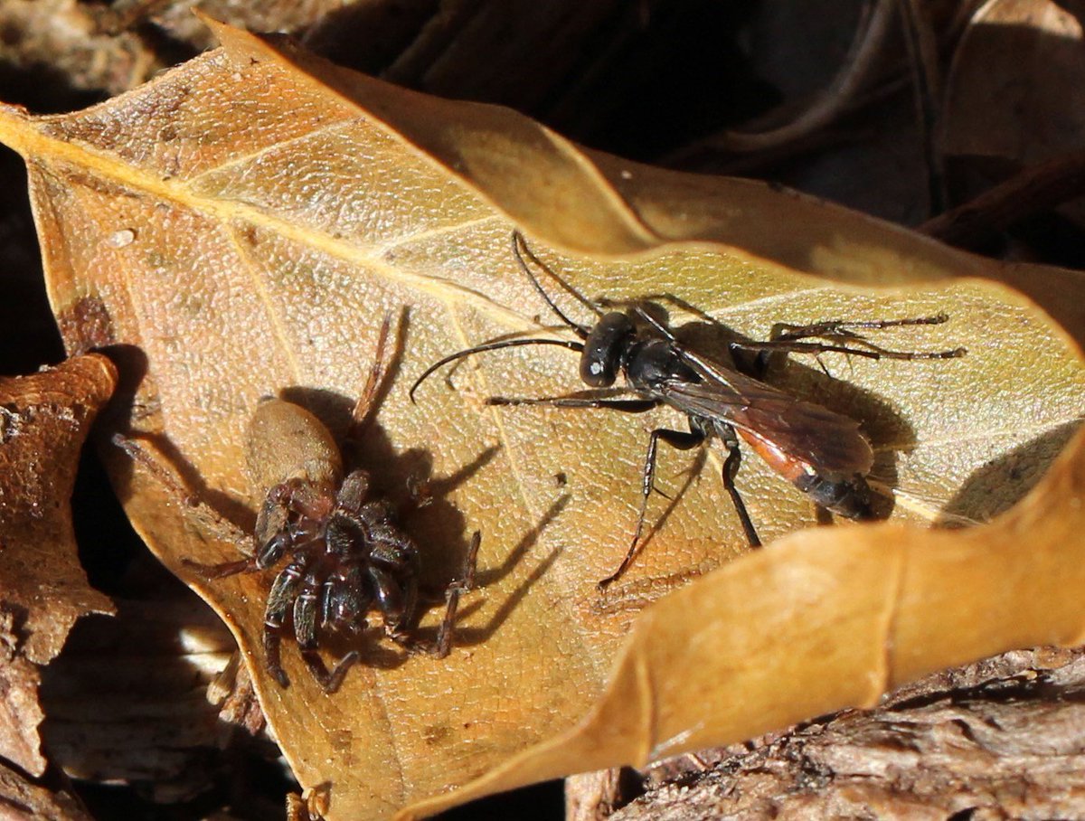 mattprince1969's tweet photo. Pompilid wasp Arachnospila anceps with a wolf spider (Lycosidae) that is has paralysed to use as a larder for its young! #spiders #wasps #pompilid Photo and ID of wasp by Kim Leaver. https://t.co/tm75n6aIBO