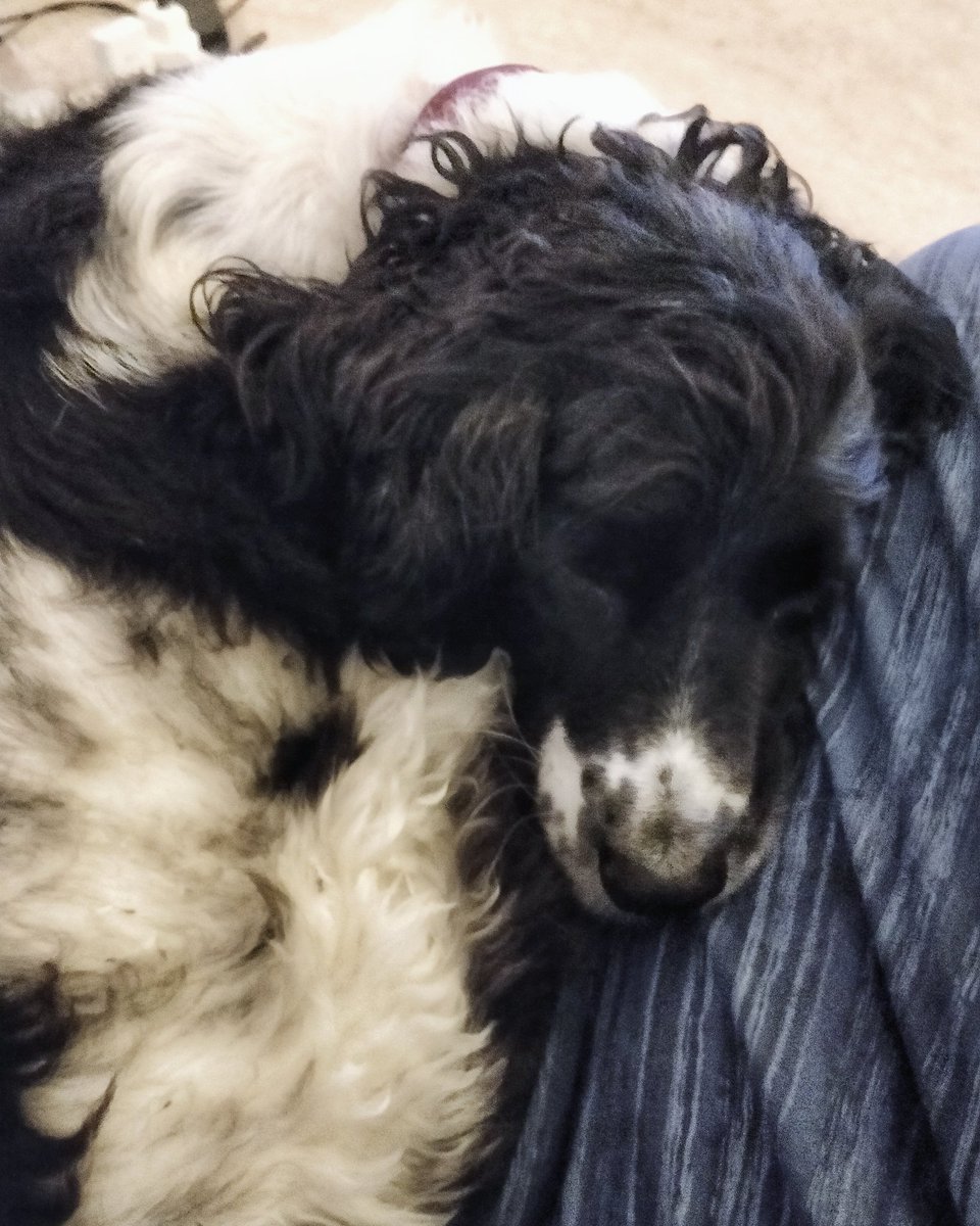 sprinkleofpeppa's tweet photo. All #packedup and #readyforwinter #loves her little #doggylife! Can't wait to go back to the #alps for a #winterseason again... #sprockerspaniel https://t.co/gn6olHMLty