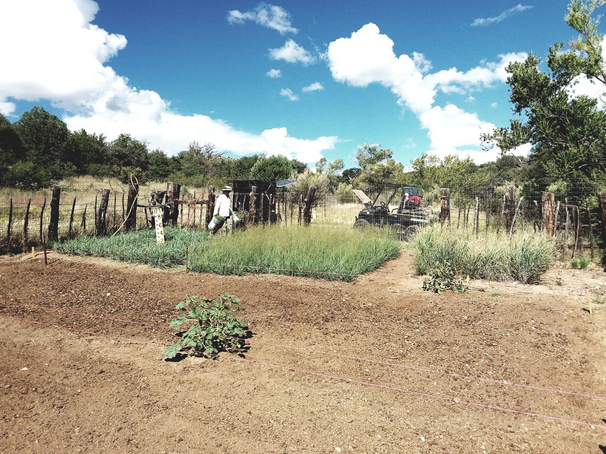 SWbiomes's tweet photo. @SWbiomes With program launch spring 2018, Axle Canyon Ecological Preserve continues ancient cereal grain field trials in SW New Mexico with Zuloagaea bulbosum (Apache Red Grass ) and fall planting of two varieties of wheat. https://t.co/CY4eVlCifx