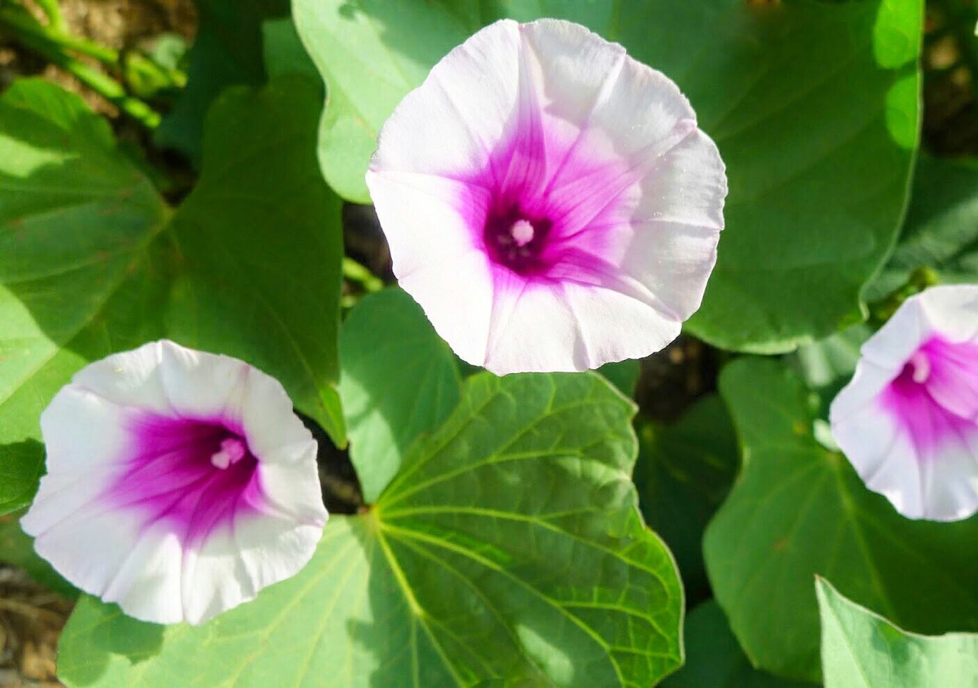 花 10月13日の花 サツマイモ 花言葉 乙女の純情 ヒルガオ科サツマイモ属 別名 甘藷 ｶﾝｼｮ 唐芋 ｶﾗｲﾓ ﾄｳｲﾓ 渡来 17世紀頃 由来 薩摩地方で栽培され特産になったことから 原産地 南アメリカ大陸 ペルー熱帯地方 花は朝顔に似ているが