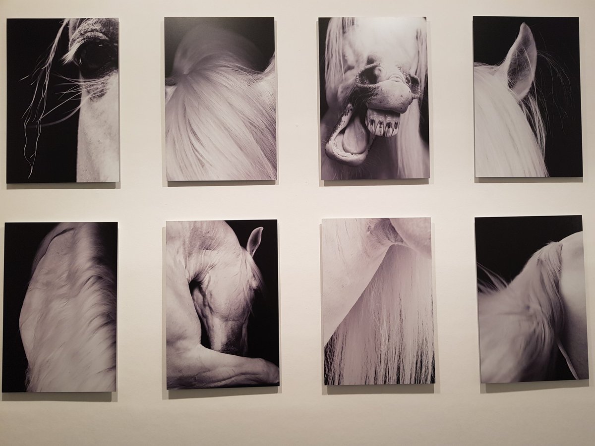 ISAGRAM49's tweet photo. 🐎 26ème édition d'#ArtCheval à #Saumur au Centre d'Art Contemporain Bouvet Ladubay #Culture #Peinture #Sculpture #Photographie https://t.co/VIThaDFyG9