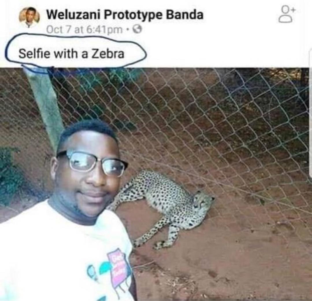 AmeyawDebrah's tweet photo. Zebras in Nigeria look very different https://t.co/wjLu4leO1M