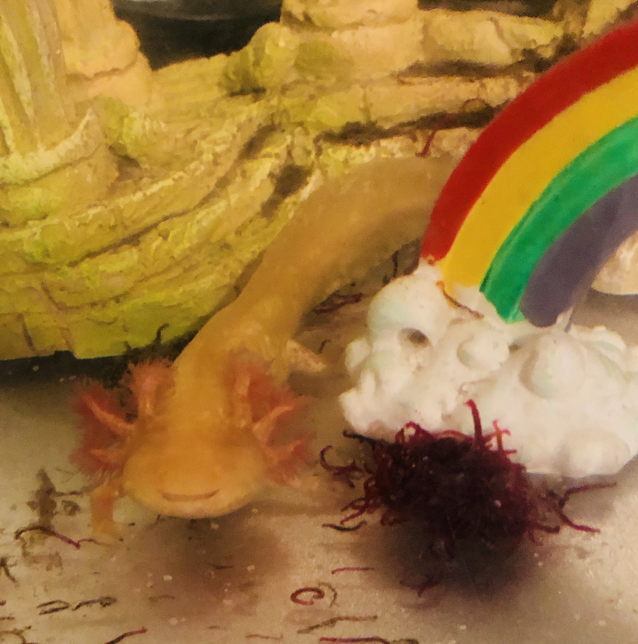 Charlottelouise Always Smiling Baby Axolotl Axy Flix Goldie Feedingtime Charlottelouise Always Smiling Baby Axolotl Axy Flix Goldie Feedingtime