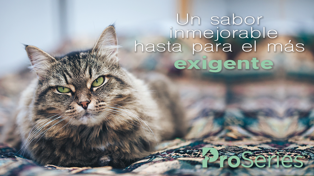 ProSeriesMexico's tweet photo. Nuestros primeros ingredientes son carnes deshidratadas. No hay nada mejor.  #VeLaDiferencia https://t.co/B60hAcc0ZT https://t.co/QvgR49xlND