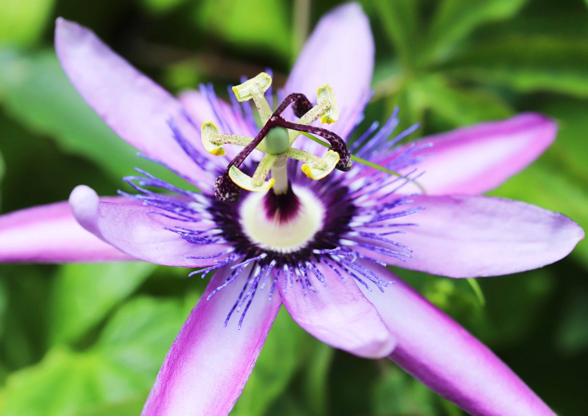 片柳弘史 教会の花壇に咲いた時計草 キリストの受難 Passion と結びつけて パッション フラワーと呼ばれることもあります 真ん中の子房柱が十字架 雌しべが釘 髭のような部分が茨の冠 花びらがユダとペトロを除く10人の使徒 弦が鞭 葉がイエス